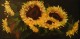 Thumbs/tn_sunflowers.jpg